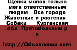 Щенки мопса только мега-ответственным людям - Все города Животные и растения » Собаки   . Курганская обл.,Притобольный р-н